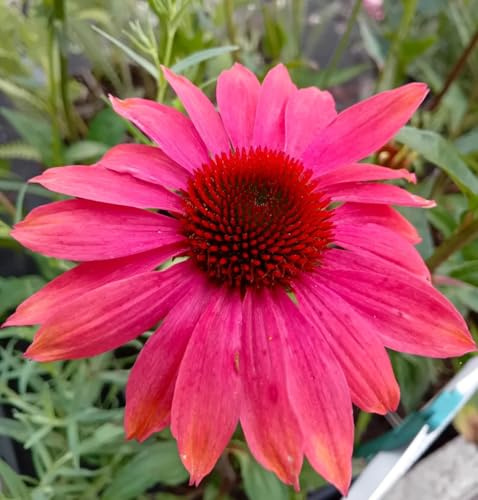 Staude Scheinsonnenhut Echinacea purpurea Cheyenne Spirit