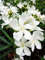 Potseed Nerium indicum Mühle Blume Nerium Oleander Seed-Hausgarten Zierpflanzen Interessante Blumentöpfe Übertöpfe 50 Stück in 6