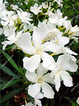 Piante PLAT SEMI Firm-Nerium Oleander seme raro Pianta in Vaso Quattro stagioni a perenne Fiori giardino domestico di DIY la decorazione 100 PCS 4