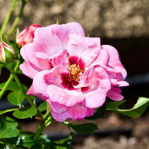 Bush Rose Angel Eyes - Compact Rose Bush with Scented Silvery-Pink Garden Roses - Classic Garden Plants Boasting Beautiful Outdoor Roses - Hardy Plants Outdoor Garden Ready (3 Litre Pot, 20-40cm)