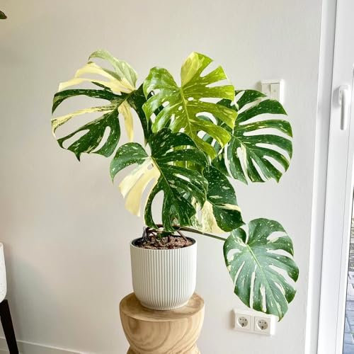 Semi di Monstera variegata- Semi di Monstera- piante perenni, piante perenni resistenti, a crescita rapida Piante vere, vaso bonsai Semi di piante, piante da ombra, resistenti Giardino 30pcs