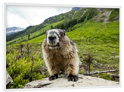 artboxONE Poster mit weißem Rahmen 18x13 cm Natur Murmeltier - Bild murmeltier marmota flaviventris murmeltier
