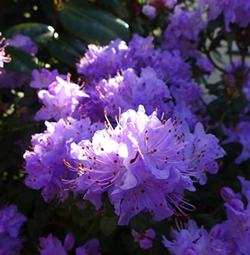 Dwarf Evergreen Rhododendron 'Blue Diamond' Hardy Shrub Violet Blue Blooms Easy to Grow Your Own Outdoor Garden Flower Plants Supplied As 1 x 3-Litre Potted Plant by Suttons