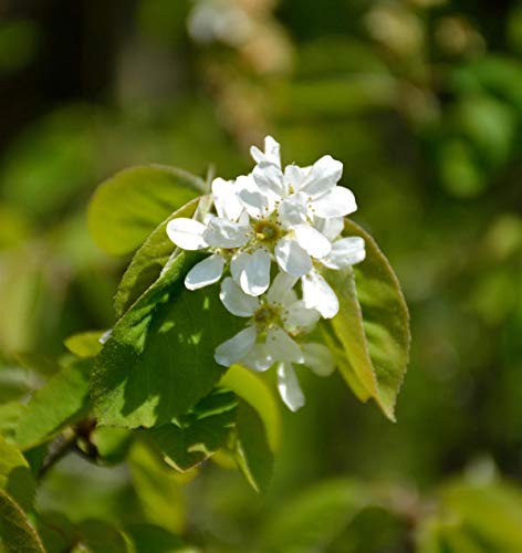 Ähren Felsenbirne 80-100cm - Amelanchier spicata - lebende Gartenpflanze aus den Baumschulen