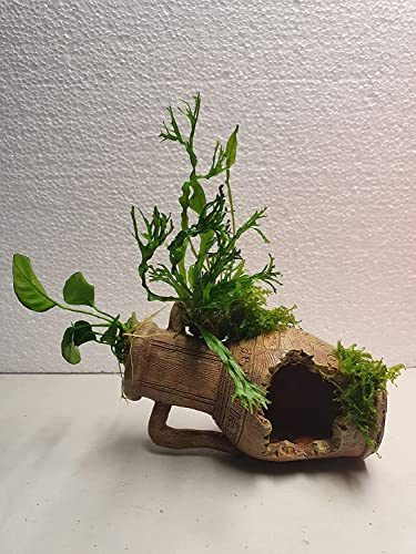 Sahawa Garnelenbäumchen Polyresin Kunstharz Deko bepflanzt mit echten Wasserpflanzen von Tropica Anubia,Moos und Farn Aquarium Deko (Amphore 2 Henkel)