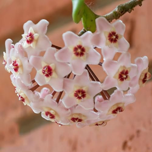 50 pcs hoya samen, garten geschenke für männer steingartenpflanzen winterhart zimmerpflanzen wenig lichtbedarf gartenblumen mehrjährig winterhart pflanzensamen blumendeko balkonpflanzen