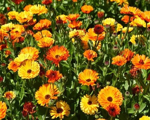 Nouvelles graines de fleurs de calendula fraîches 100 pièces