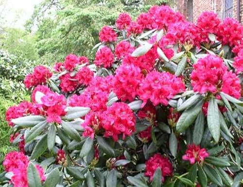 Rhododendron Nova Zembla 30-40 cm im 5 Liter Pflanzcontainer