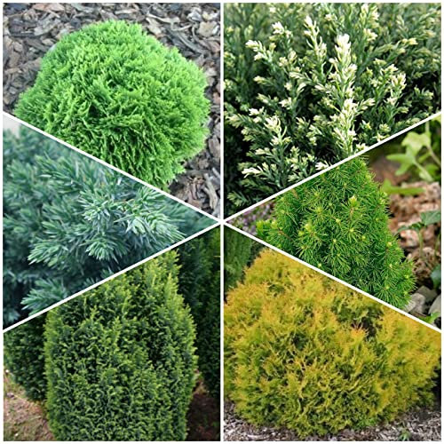 3 Pack Dwarf Conifers Mixed Evergreen Variety, Slow Growing, Green, gold, blue,