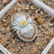 100 pcs lithops lebende steine samen, bodendecker, garten-geschenke stauden, steingarten pflanzen exotische pflanzen, geschenk garten fleischfressende pflanzen, deko wohnzimmer succulent