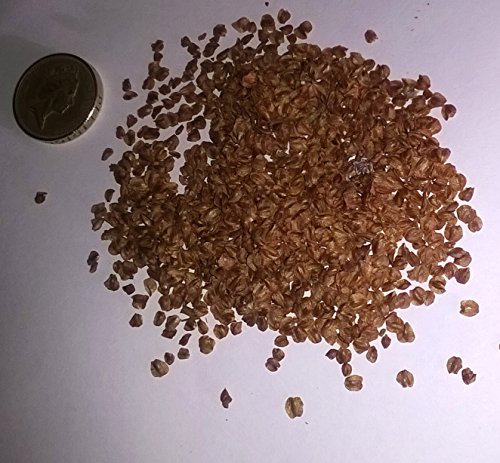 Lawsons Cypress, Chamaecyparis lawsoniana Conifer Tree Seeds (100)