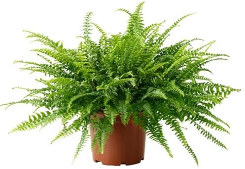 Helecho Común Planta Natural de Interior para Purificar el Aire