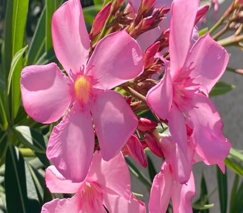 100 graines de fleurs de laurier-rose