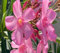 100 graines de fleurs de laurier-rose