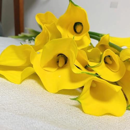 calle, Zantedeschia, tappezzante resistente serre balcone. 8bulbi