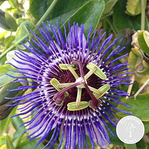 Passiflora 'Purple Haze' – Passionsblume – Schlingpflanze – Pflegeleicht -⌀15 cm - 60-70 cm