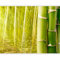 murando - Fototapete Premium-Vlies Bambus 100x77cm Foto Tapete Schlafzimmer Wohnzimmer Vliestapete XXL Wandtapete Motivtapeten Bildtapete 3d Effekt Wand Dekoration Flur Natur Wasser Wald Sonne grün