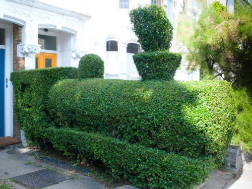 50 Halb-Liguster Arbusto, Ligustrum Vulgare, halb (winterhart, Veloce, Kartoffel, Hecke)