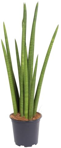 Bogenhanf 'Rocket', Topf-Ø 17 cm, Höhe ca. 70 cm