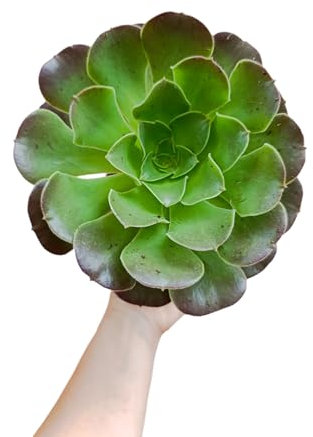 Aeonium arboreum “Velour” pianta grassa arbusto fiori gialli