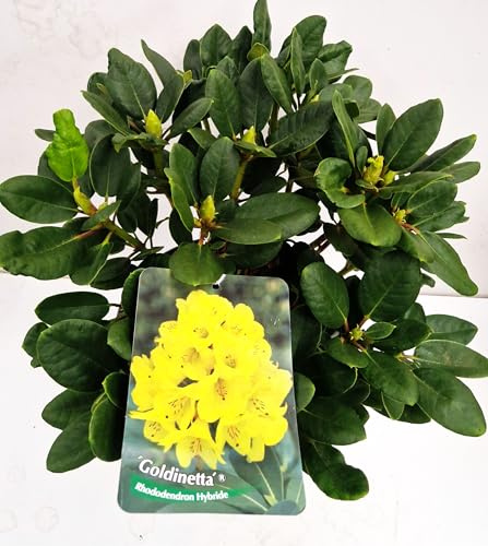 Alpenrose Rhododendron Goldinetta - R - 30-40 cm breit 5 L Topf | Winterhart, immergrün & duftend – kompakt und bienenfreundlich, blüht im Frühling, ideal für Beet & Kübel