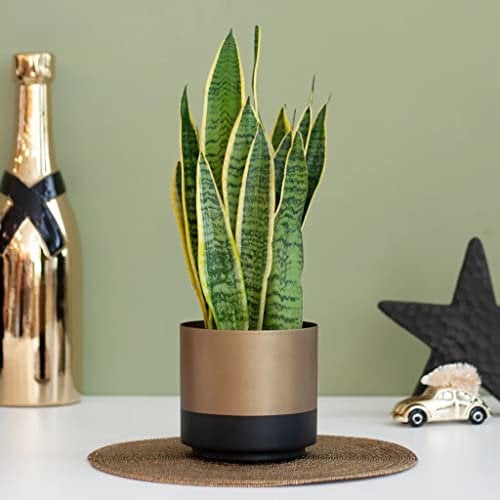 Sansevieria LAURENTII Snake Plant - Mother in Laws Tongue - Indoor Easy Care Plant in 9cm Pot