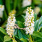 10 piezas comprar semillas de laurel cereza, flores de otoño, semillas plantas de interior Plantas de laurel cerezo - Prunus laurocerasus - plantas perennes, semillas resistentes flores