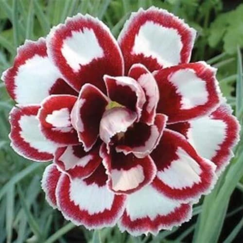 Rose del deserto, cipolle, rose del deserto, rose, rose, rose, rosette del deserto, rose, rosette del deserto, rose del deserto, rose, rose, rizomi-1cipolle