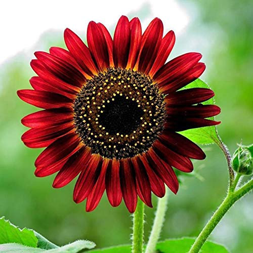 50 pièces Graine de Tournesol a Planter, Graines Fleurs à Semer, Graine a Planter, Graines Non-OGM de Fleurs Anciennes pour Jardin et Balcon (Rouge)