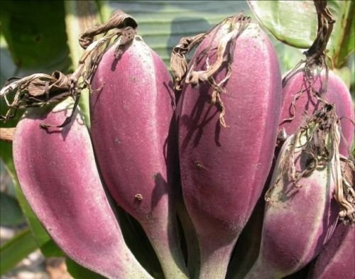 Musa itinerans 'Burmese Blue' - Die blaue Banane - 10 Samen
