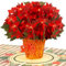 Paper Love Pop Up Weihnachtskarte Weihnachtssterne Pflanze 3D Popup Grußkarten für Weihnachten Feiertage Winter 12,7 x 17,8 cm