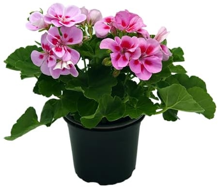 stehende Geranie, (Pelargonium zonale), Sorte: Vera, Rose mit kräftig pinkem Auge, kräftige Pflanze je im 12cm Topf, (12 Pflanzen im Set)