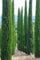 Urlaubsfeeling Mittelmeer Zypresse Cupressus sempervirens Säulenzypresse 100 Samen Bonsai geeignet