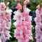 Bulbi di gladioli.Pianta perenne, sempreverde e resistente. Gladiolo pianta.Fiori perenni.Gladioli fiori.-10 bulbi-B