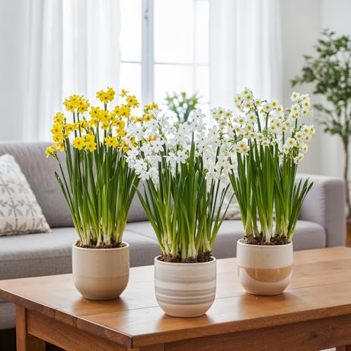 Narzissen Zwiebeln Winterhart Mehrjährig 25 Stück | Duftende Osterglocken aus Holland, mehrblütige Stiele, für Garten, Beet, Kübel und Vase, Pflanzzeit im Herbst