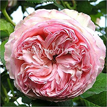 Lonza Edelstein rosa Kletterrose 100 Blumensamen