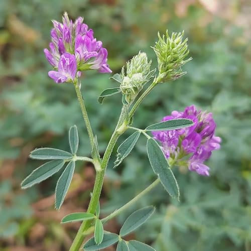 800 pcs Luzerne Saatgut Mehrjährig, Medicago sativa Samen, gewächshaus balkon blumensamen bienenwiese balkonpflanzen winterhart zimmerbonsai bonsai ausgefallene geschenke pflanzenkübel
