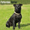 Patterdale Terrier 2021: Original Avonside-Kalender [Mehrsprachig] [Kalender] (Wall-Kalender)