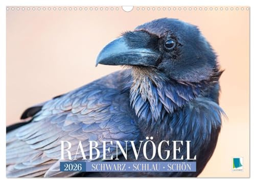 Rabenvögel: Schwarz, schlau, schön (Wandkalender 2026 DIN A3 quer), CALVENDO Monatskalender: Rabe, Krähe, Elster: viel schlauer als Ihr Ruf (CALVENDO Tiere)
