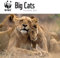 WWF Big Cats – Raubkatzen 2024: Original Carousel-Kalender [Mehrsprachig] [Kalender] (Wall-Kalender)