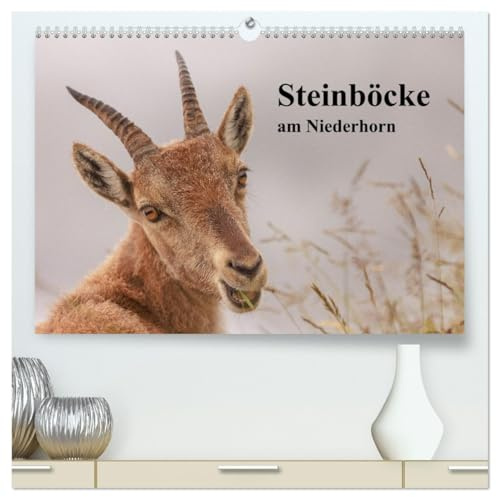 Steinböcke am Niederhorn (hochwertiger Premium Wandkalender 2026 DIN A2 quer), Kunstdruck in Hochglanz: Steinbockporträts im Berner Oberland (CALVENDO Tiere)