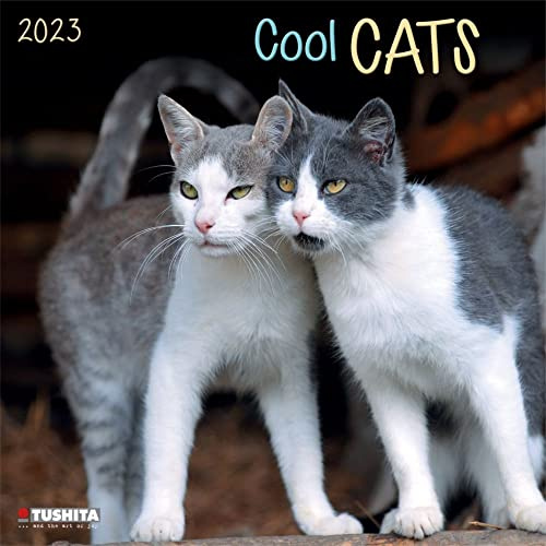Cool Cats 2023: Kalender 2023 (wonderful world)