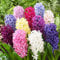 Oriental Mix (15 Zwiebeln), Duftende Hyazinthen Kollektion, 3 Sorten/Farben, Mehrjährig, Winterhart Blumenzwiebeln Mischung aus Holland für Garten, Topf, Glas (große Knollen, kein Samen)