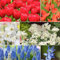 Plant in a Box - Bulbes à fleurs de Hollande - Lot de 125 - Mélange Joyeux de Bulbes à Fleurs - Tulipe - Jonquille - Scille - Allium