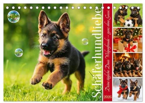 Schäferhundliebe - Deine tägliche Dosis Welpenfreude – ganz ohne Gassi. (Tischkalender 2026 DIN A5 quer), CALVENDO Monatskalender: Ein Jahr voller ... durch die Jahreszeiten! (CALVENDO Tiere)