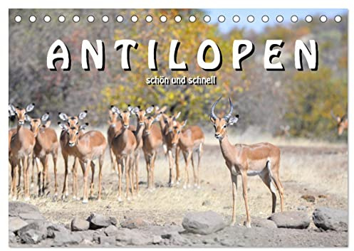 Antilopen, schön und schnell (Tischkalender 2026 DIN A5 quer), CALVENDO Monatskalender: Von den zierlichen Thomson Gazellen bis zu den starken ... afrikanische Antilopenwelt (CALVENDO Tiere)