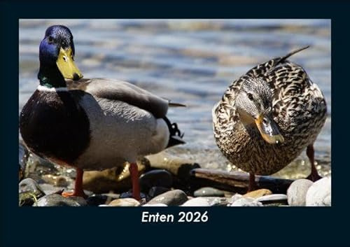 Enten 2026 Fotokalender DIN A5: Monatskalender mit Bild-Motiven von Haustieren, Bauernhof, wilden Tieren und Raubtieren