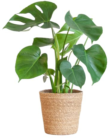 BloomPost Monstera Deliciosa + Korb - 50-60 cm Zimmerpflanze - Pflegeleicht - Zimmerpflanze - Einfach zu züchten - Pflanzen für Heim und Büro - Perfekt für saubere Luft - Topf enthalten
