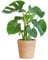 BloomPost Monstera Deliciosa + Korb - 50-60 cm Zimmerpflanze - Pflegeleicht - Zimmerpflanze - Einfach zu züchten - Pflanzen für Heim und Büro - Perfekt für saubere Luft - Topf enthalten