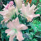 Lilien zwiebeln blumenzwiebeln mehrjährig winterhart,lilium zwiebeln winterhart mehrjährig mix-8zwiebeln-D